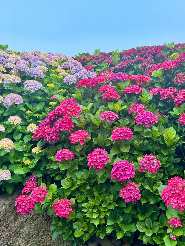 走進濟州：繡球花海仙景大爆發🫧