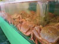 🦀 Crab Heaven at Kani Goten, Shiraoi