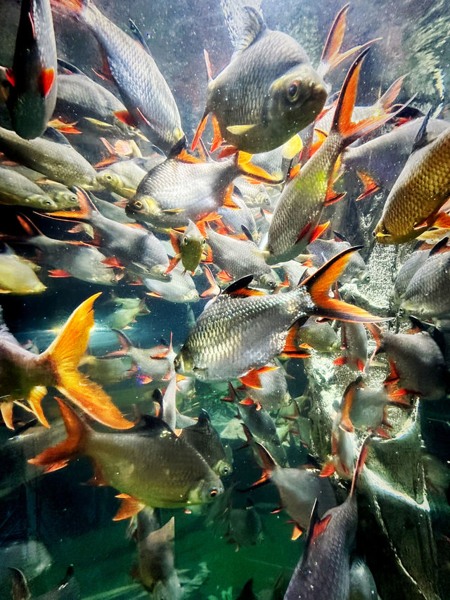 Tidal Marvels at The Coastal Zone, Aquaria KLCC