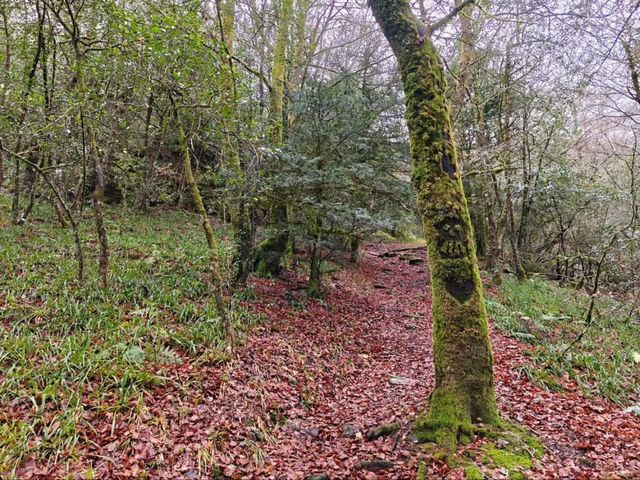 Secret Forest Vibes in Galicia