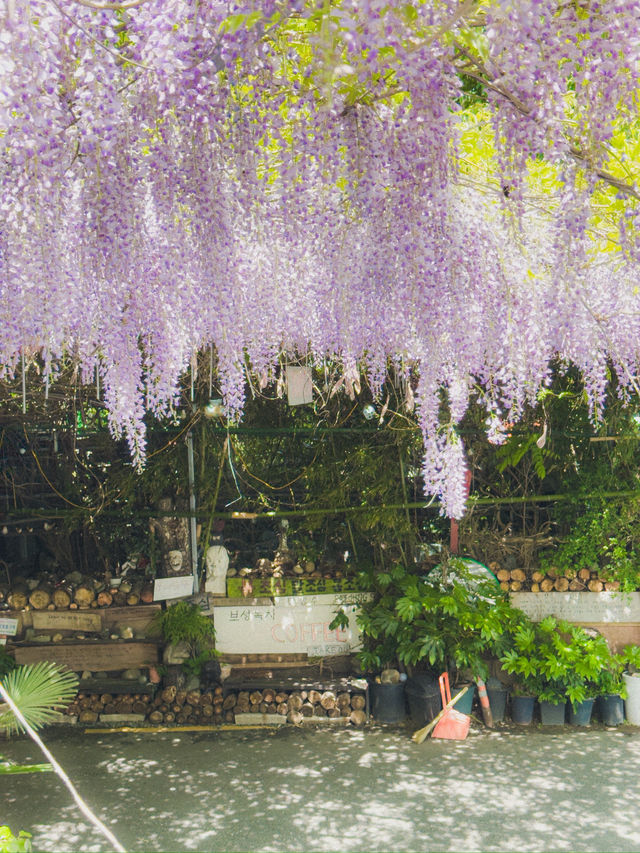 부산 속 치앙마이🌿