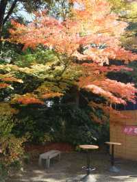 夜楓點燈絕美之東京六義園