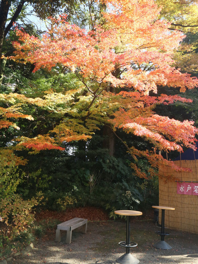 夜楓點燈絕美之東京六義園