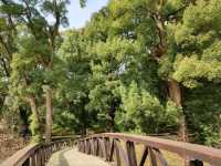 Tree Huggers’ Paradise at Shekvetili Dendrological Park