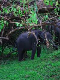 🐘 Wild Encounters at Yala Safari, Sri Lanka 🐾