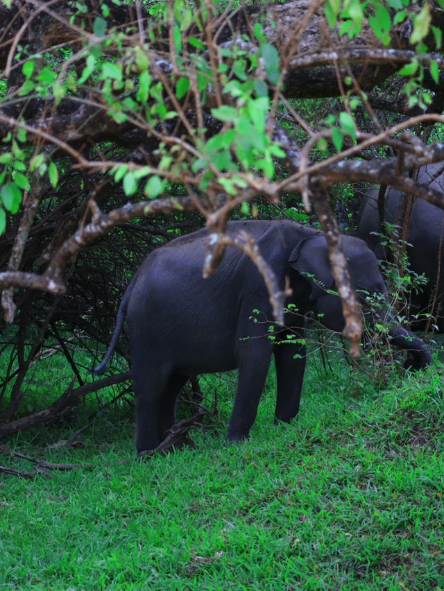 🐘 Wild Encounters at Yala Safari, Sri Lanka 🐾