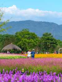 Jingshan Flower Sea｜A Blooming Escape Near Hangzhou 🌼🌿
