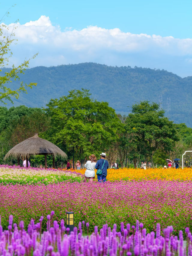 Jingshan Flower Sea｜A Blooming Escape Near Hangzhou 🌼🌿