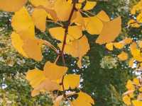Autumn Palette in Olympic Forest Park: A Symphony of Gold and Blush