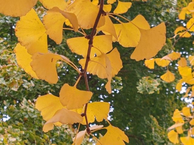 Autumn Palette in Olympic Forest Park: A Symphony of Gold and Blush