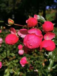 Bern's Rose Garden: A Floral Paradise Where Blooms and Beauty Intertwine