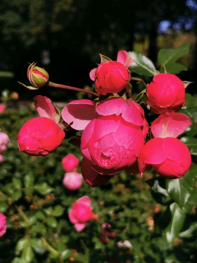 Bern's Rose Garden: A Floral Paradise Where Blooms and Beauty Intertwine