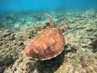 🐢 浮潛天堂就在小琉球｜中澳沙灘 Zhongao Beach，遇見海龜的第一站！