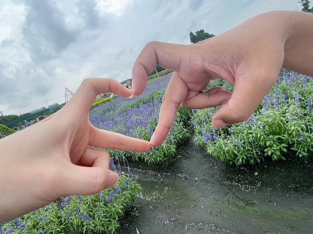 台灣台中后里-中社觀光花市🌼 台灣台中后里-中社觀光花市🌼