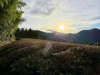 Chiayi Alishan Sunrise Viewing Platform | A Symphony of Dawn and Sea of Clouds at the Foot of Yushan