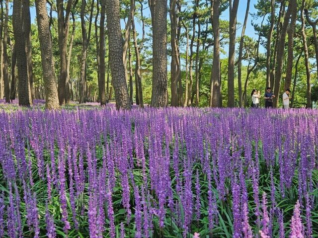 The day is nice for a stroll at Daewangam at Ulsan The day is nice for a stroll at Daewangam at Ulsan