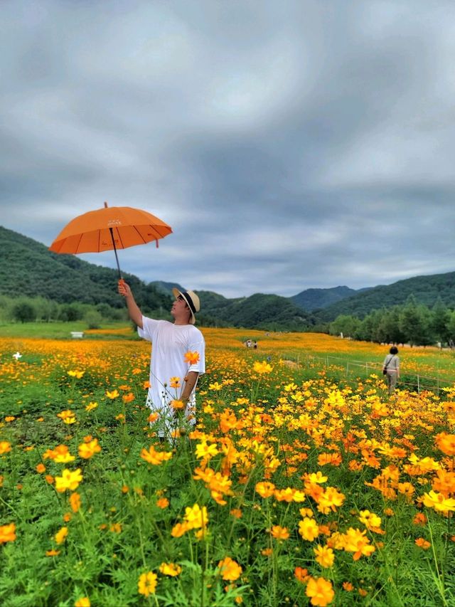 폭포와 황화코스모스 모두를 즐기는 연천여행지🧡