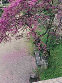 5월에 피렌체를 간다면 필수 코스임