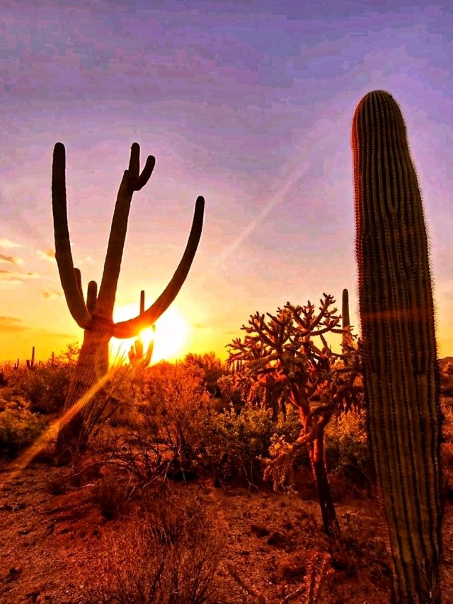 🌵 Saguaro National Park – Where Giants of the Desert Stand Tall