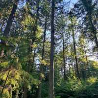 Rold Skov