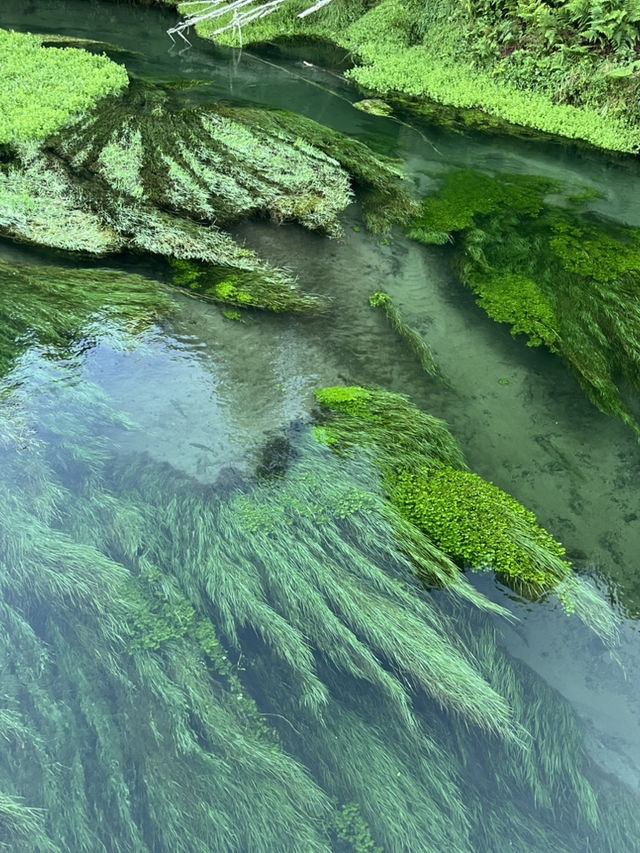紐西蘭藍泉blue spring