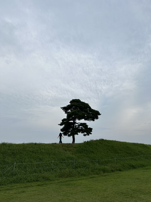 🌳 청주 정북동토성, 드넓은 초원 위 인생샷 🌿