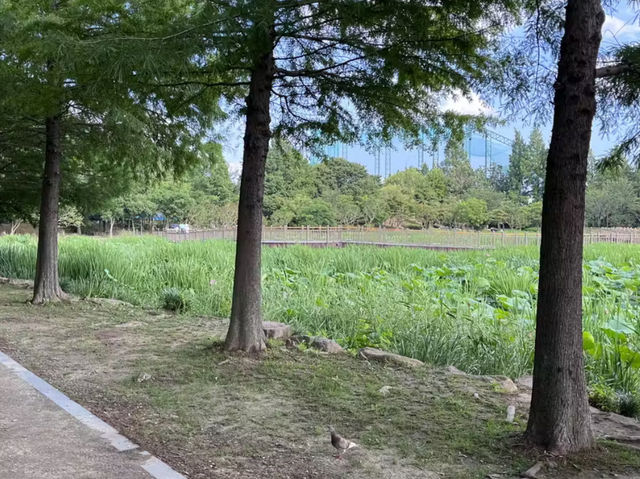 전주데이트장소 도심 속 아름다운 덕진공원🌳 전주데이트장소 도심 속 아름다운 덕진공원🌳