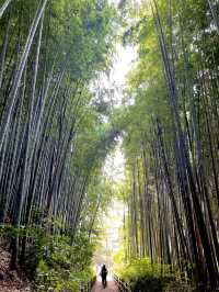 歴史ロマンを感じる竹林の小道