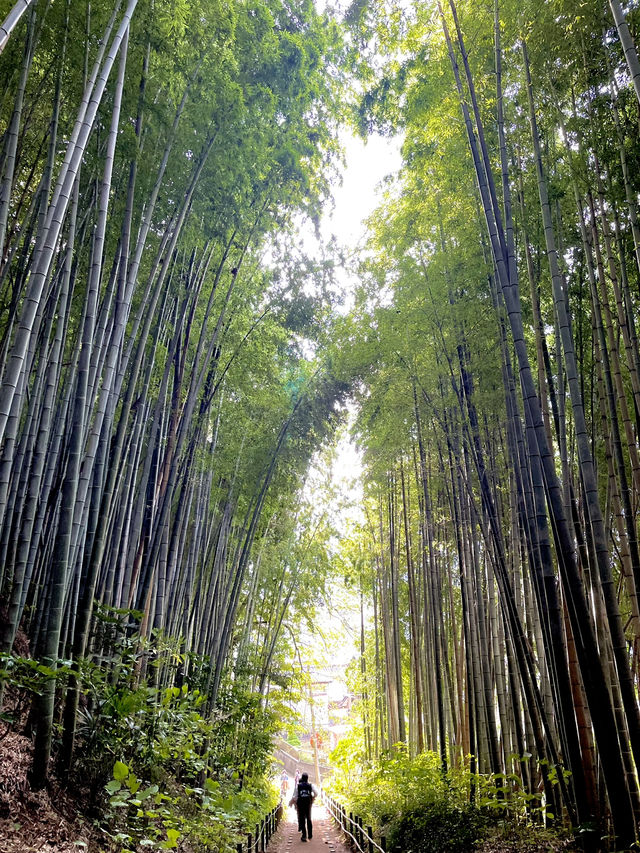 歴史ロマンを感じる竹林の小道