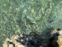 🌊澎湖池西虎目滬湖🐠