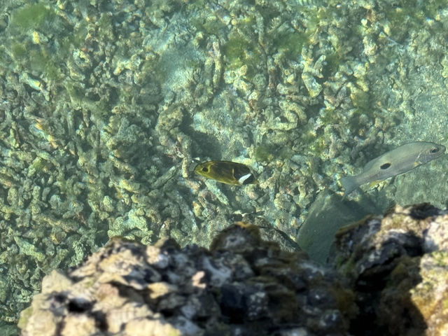 🌊澎湖池西虎目滬湖🐠