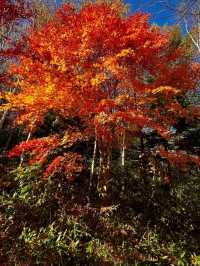 TAKINO SUZURAN HILLSIDE NATIONAL GOVERNMENT PARK.
