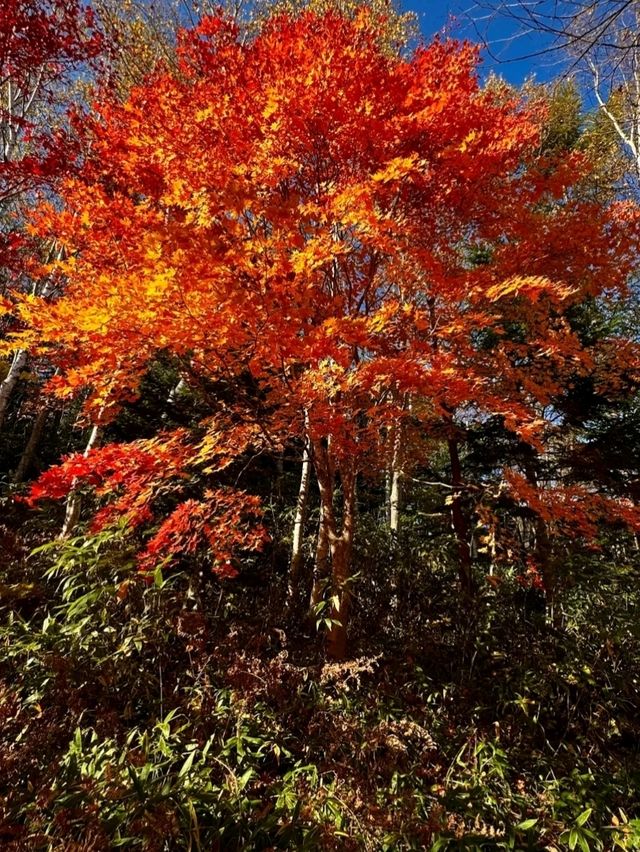 TAKINO SUZURAN HILLSIDE NATIONAL GOVERNMENT PARK.