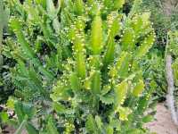 深圳仙湖植物園🌵多肉控必朝聖!沙漠奇境打卡超治癒