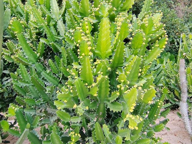 深圳仙湖植物園🌵多肉控必朝聖!沙漠奇境打卡超治癒 深圳仙湖植物園🌵多肉控必朝聖!沙漠奇境打卡超治癒
