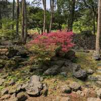Halla Arboretum, Jeju Island,S.Korea
