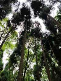 Dujiangyan: A Verdant Masterpiece