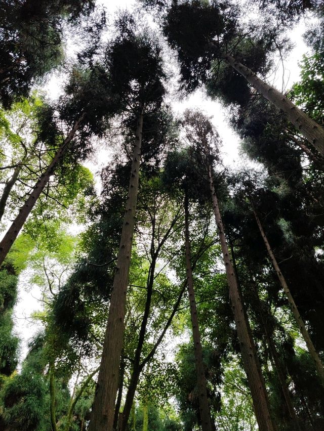 Dujiangyan: A Verdant Masterpiece