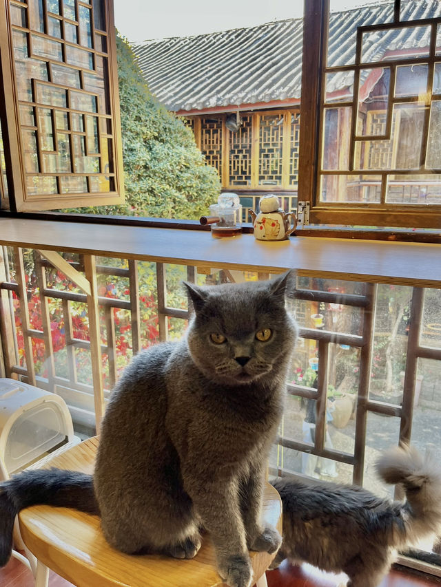 Cat Café Hideaway in Lijiang Old Town 