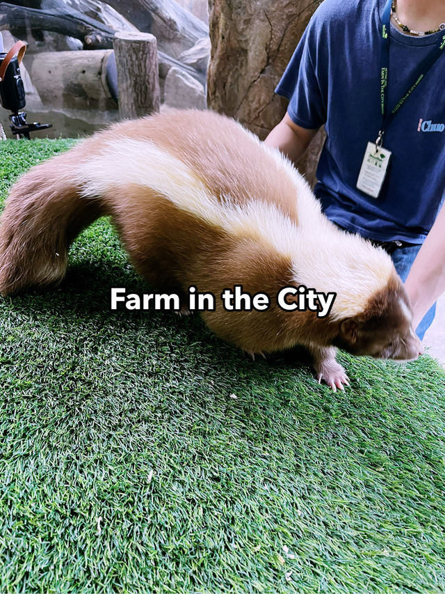 Farm In The City: Interactive Wildlife Experience for the Whole Family