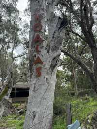 【オーストラリア・西オーストラリア】自然とコアラに出会える「Yanchep National Park」🌿🦘