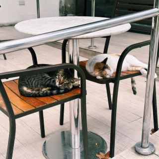 A healing cafe with the best natural light photos, delicious coffee, natural scenery outside the window, and cute cats.