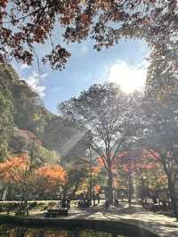 高千穗峽的🍁楓葉美到爆炸：一日遊看完我直接重刷人生