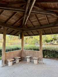 From Leaves to Blooms: Autumn Still Lives Here