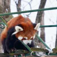 สวนสัตว์อาซาฮิยามะ asahiyama zoo