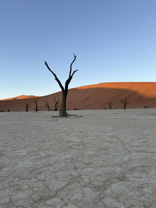 【世界最古の砂漠】ナミブ砂漠🇳🇦