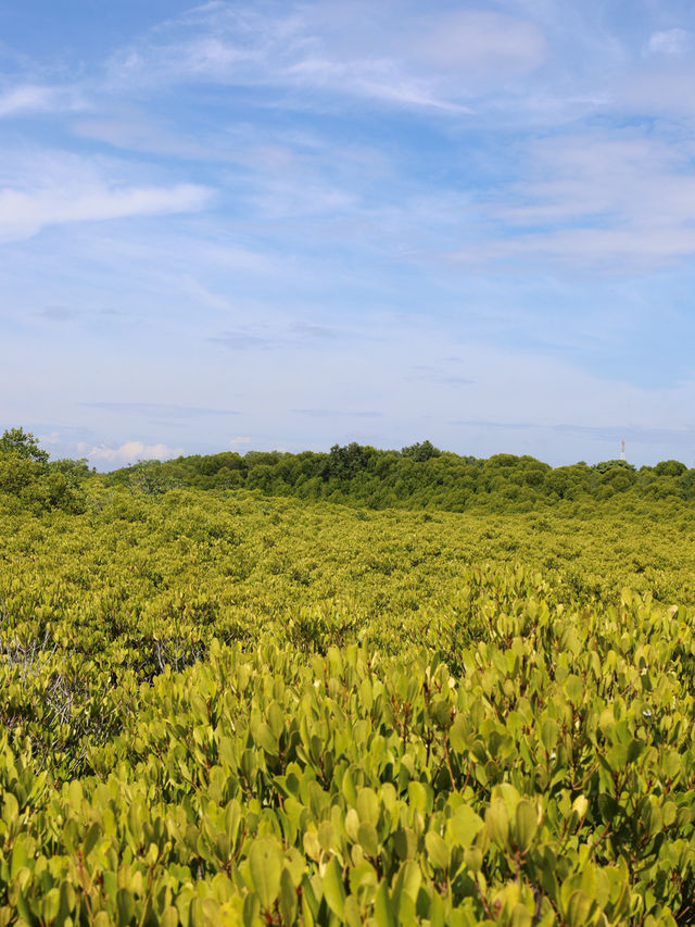 ทุ่งโปรงทอง 🌳 ทุ่งโปรงทอง 🌳