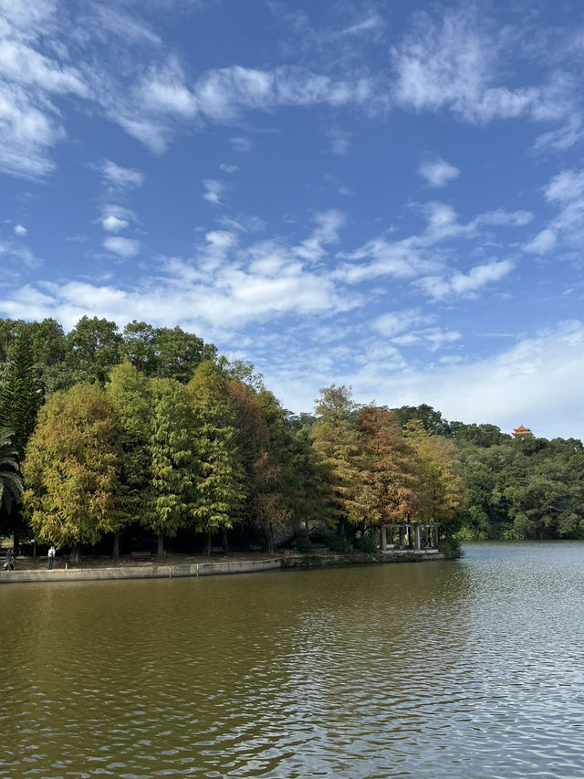 深圳秋日落羽松打卡|仙湖公園浪漫湖邊漫步🌲🍁 深圳秋日落羽松打卡|仙湖公園浪漫湖邊漫步🌲🍁