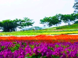 봄날의 꿈: 타오위안 다시(大溪)의 꽃피는 오아시스 。