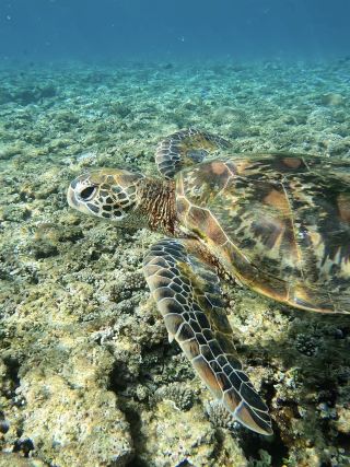 A Holiday Encountering Sea Turtles at Tomori Beach.